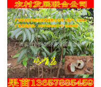 糯米糍荔枝苗產(chǎn)品信息