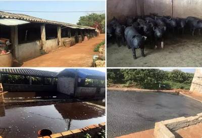 【產(chǎn)品推薦】這是一顆"吃一次想一年"的荔枝!