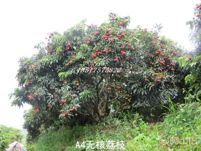 【供應(yīng)A4無核荔枝苗無核率高達(dá)98%以上果樹苗】靈山縣武利鎮(zhèn)果豐果苗場(chǎng) - 產(chǎn)品庫