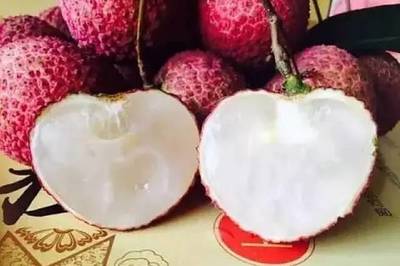 快來與博羅的荔枝來個&ldquo;鮮&rdquo;的約會吧!內有柏塘荔枝采摘園哦