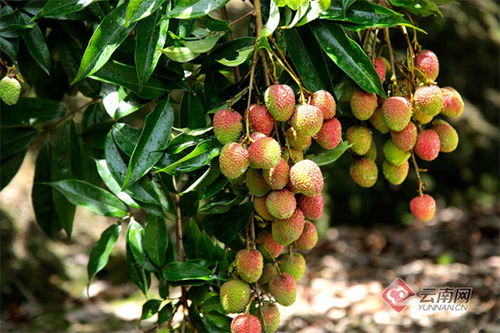 黨建引領做好荔枝產業(yè)文章