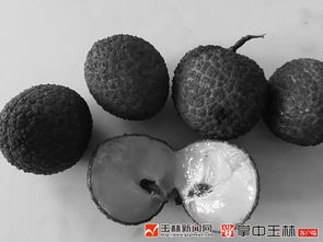 玉林荔枝產業(yè)硬傷軟肋突然變成了優(yōu)勢