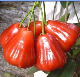 除了金磚峰會(huì),海南水果還上過哪些 高大上 的大場(chǎng)面