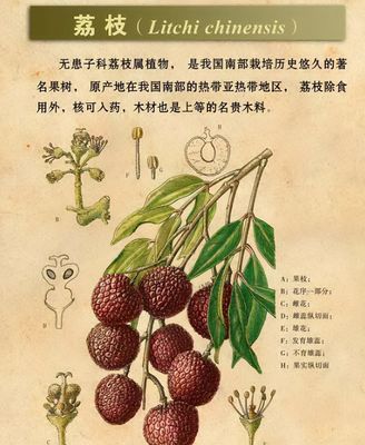 無核荔枝是轉基因?