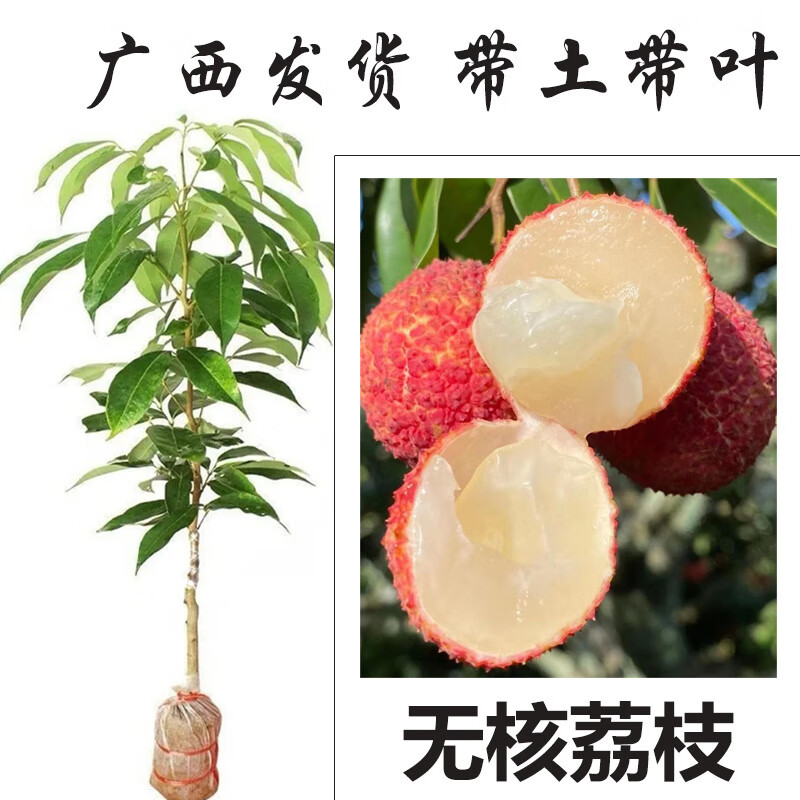 映棠廣西荔枝樹苗嫁接苗冰荔枝桂味糯米糍仙進奉無核荔枝苗帶土帶葉發