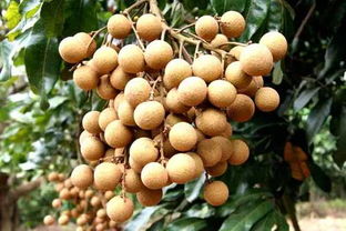 我為化州代言：無核荔枝，家鄉(xiāng)的甜蜜瑰寶