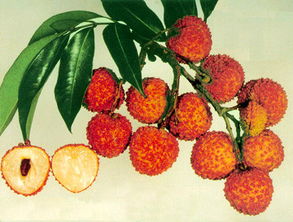 嶺南珍果香飄遠(yuǎn) 廣東無核荔枝的甜蜜傳奇