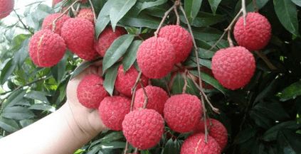 企石人帶上手繪地圖，實現(xiàn)無核荔枝自由