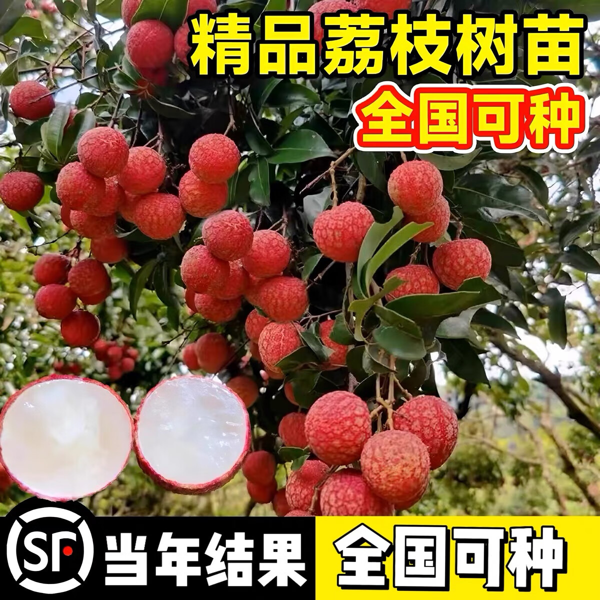 無核荔枝 庭院種植的珍品與栽培要點(diǎn)