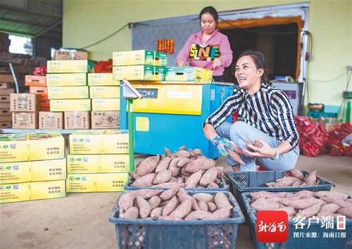 海南闊步新征程 澄邁農(nóng)旅融合，無核荔枝點亮美好生活