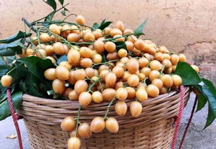 郁南無核荔枝 借灣區東風，揚特色品牌