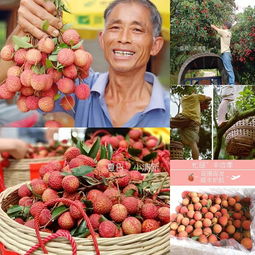 花樣漳州 愛荔豐收，電商助“荔”網上行，無核荔枝的甜蜜革新