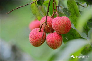 海南澄邁陸僑無(wú)核荔枝驚艷上市，主打高端市場(chǎng)熱銷北上廣深