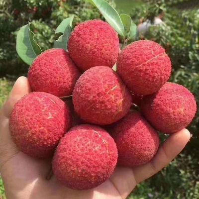 澄邁無(wú)核荔枝批發(fā) 海南海口秀英區(qū)優(yōu)質(zhì)無(wú)核荔枝解析