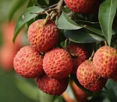 荔枝選購(gòu)指南與十大熱門品種解析 無(wú)核荔枝亮點(diǎn)何在？