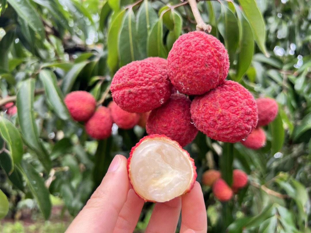 無核荔枝品鮮季 甜蜜來襲，你嘗到了嗎？