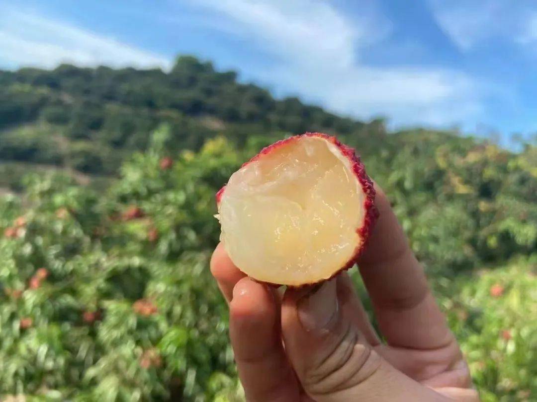 靈山桂味無(wú)核荔枝 百年老樹饋贈(zèng)的爆汁清甜