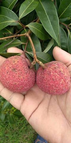 靈山無(wú)核荔枝 原生態(tài)無(wú)籽荔枝王，凈重5斤，歡迎電商批發(fā)合作一件代發(fā)