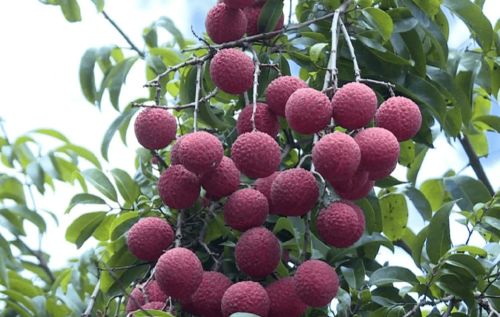 陽(yáng)江新添“國(guó)字號(hào)”農(nóng)產(chǎn)品，無(wú)核荔枝成吃貨新寵