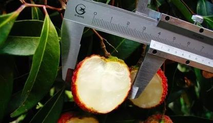 什么水果最賺錢？盤點2018年十大網紅水果，無核荔枝為何獨領風騷？